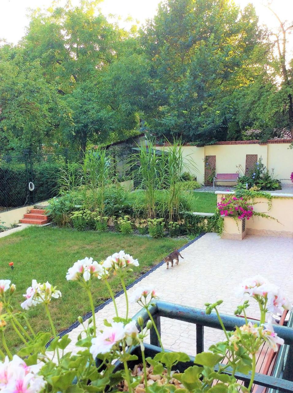 Amaryllis Краків